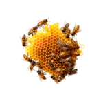 বুনো মৌমাছির মধু