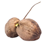 Dry-Coconut-1