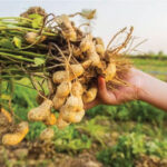 Raw-Peanut