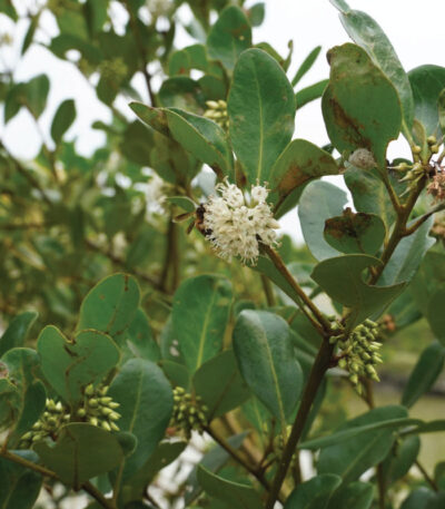 Kholisha-Flower