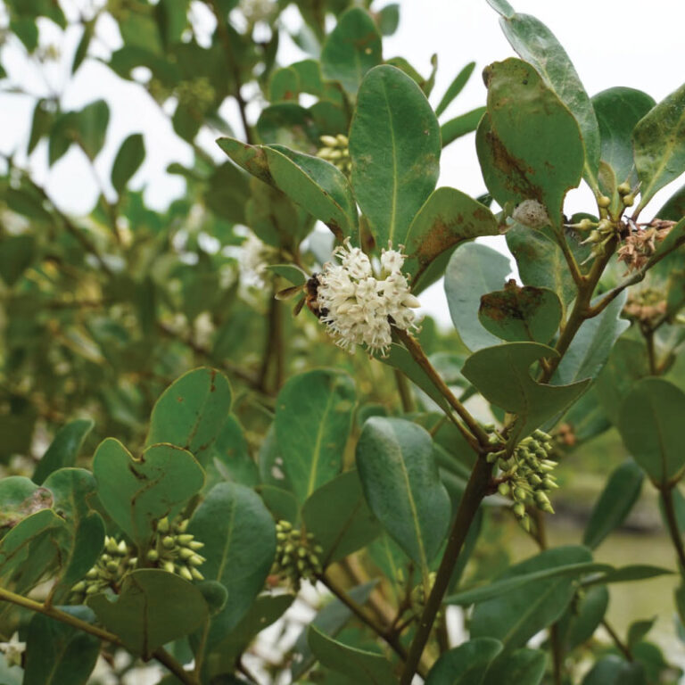 Kholisha-Flower